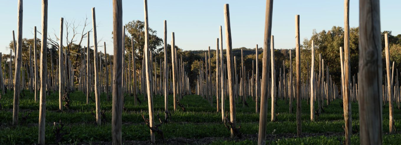 Granjoux vineyards 